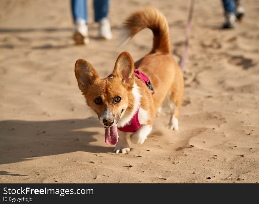 Cropped image of people walking in beach with dog. Foots of woman and man