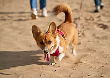 Cropped Image Of People Walking In Beach With Dog. Foots Of Woman And Man Stock Images