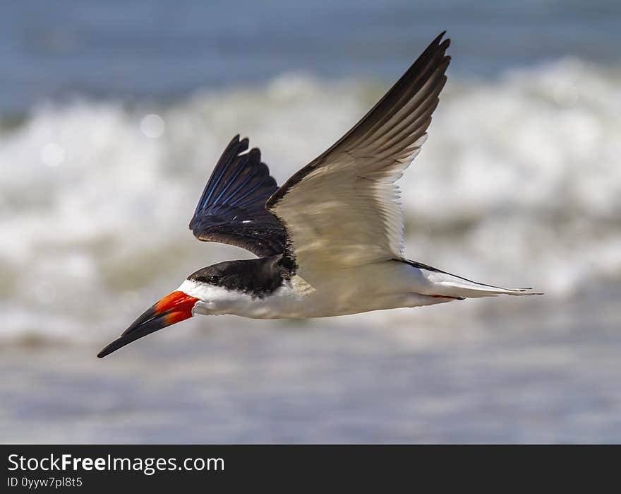 Black Skimmer Rynchops Niger In Flight, Nickerson Beach