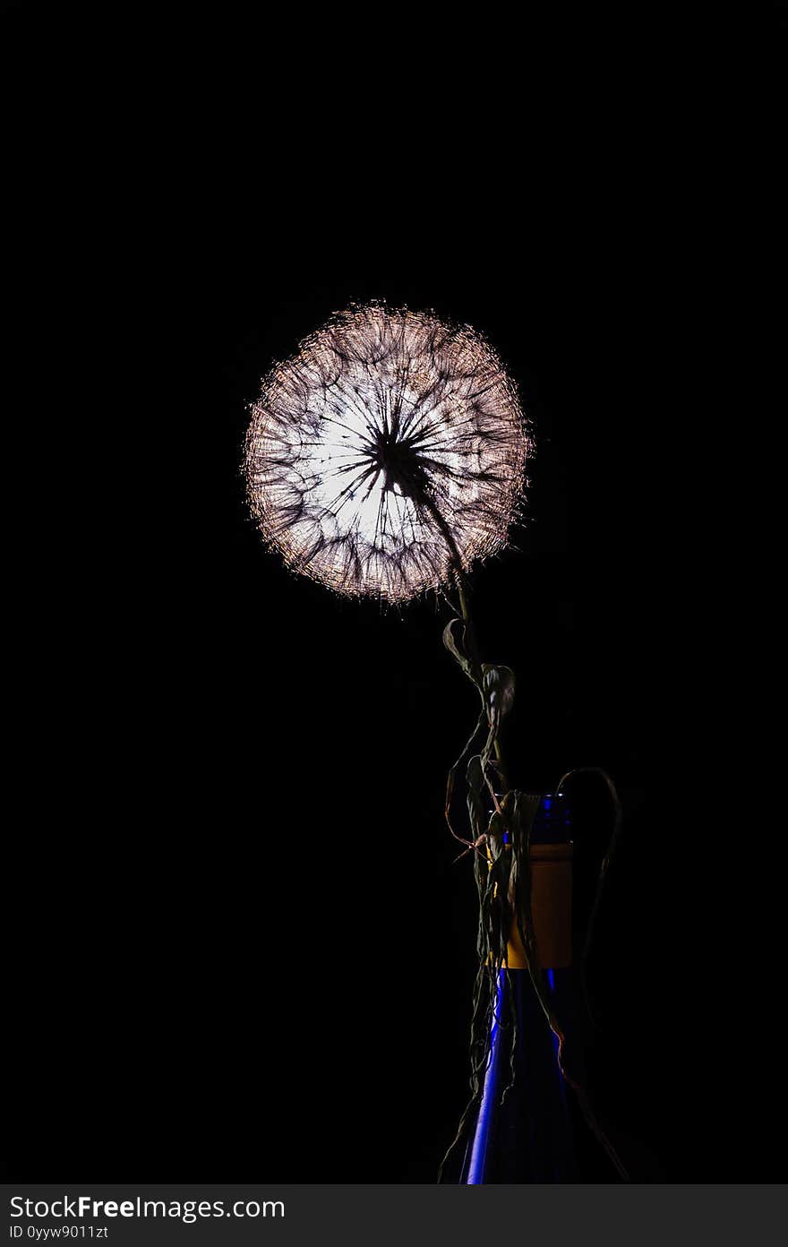 Dandelion on black backlit background1