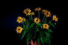 Bouquet Of Yellow Flowers On A Black Background1 Royalty Free Stock Photos