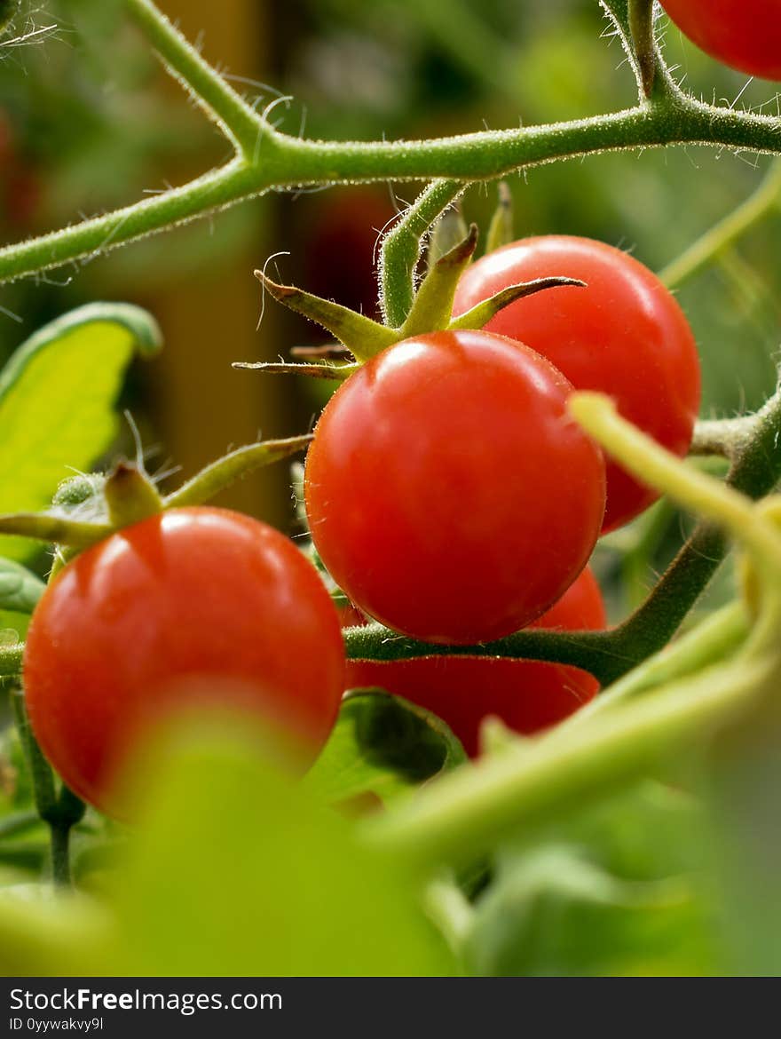 Sprig with small red delicious ripe tomatoes. Sprig with small red delicious ripe tomatoes