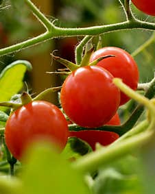 Sprig With Tomatoes Stock Photos