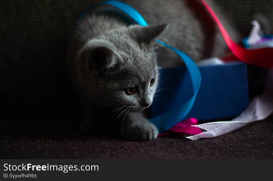 Cute gray kitten catches a bright ribbon for wrapping gifts. On a dark background, horizontally with space. The concept of preparing for the holidays. Cute gray kitten catches a bright ribbon for wrapping gifts. On a dark background, horizontally with space. The concept of preparing for the holidays