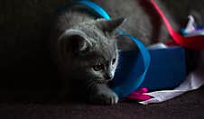 Little Cute Grey Kitten Playing With Gift Wrapping Ribbons. On A Dark Background, With Space Royalty Free Stock Photo