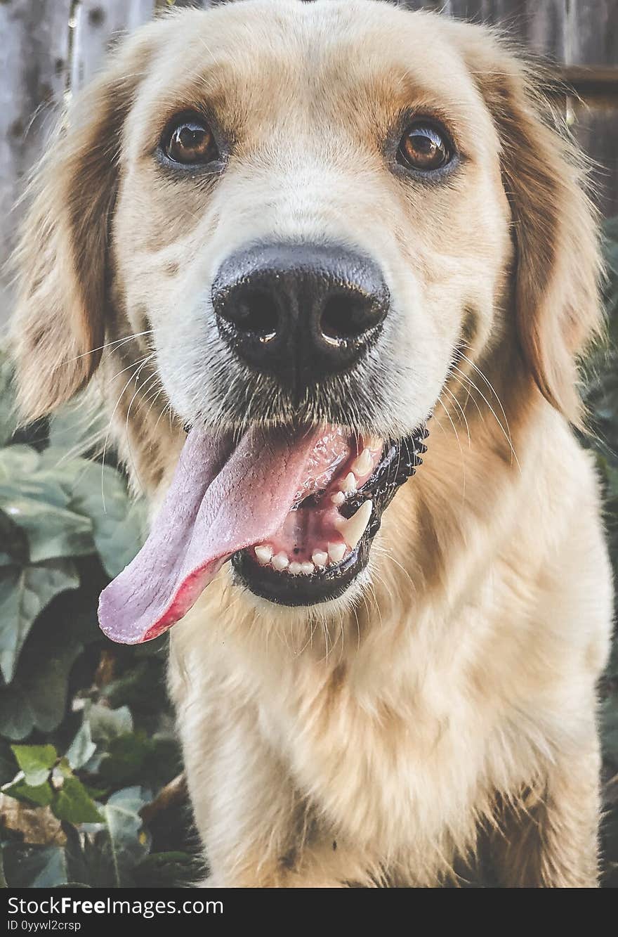 Golden retriever puppy face