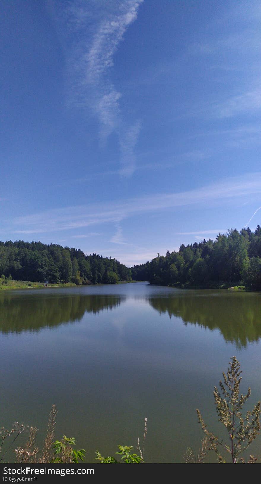 Small river in the forest in summer