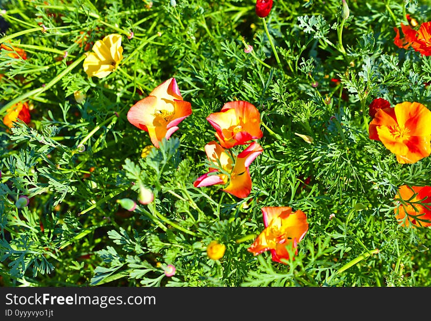 Flowers Eshsholtsiya Large Red Yellow In The Garden