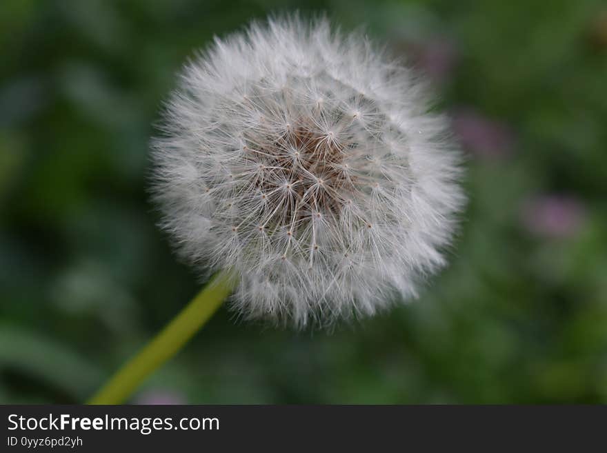 Dandelion. Flower in the garden on the blur background. Nice summer day.