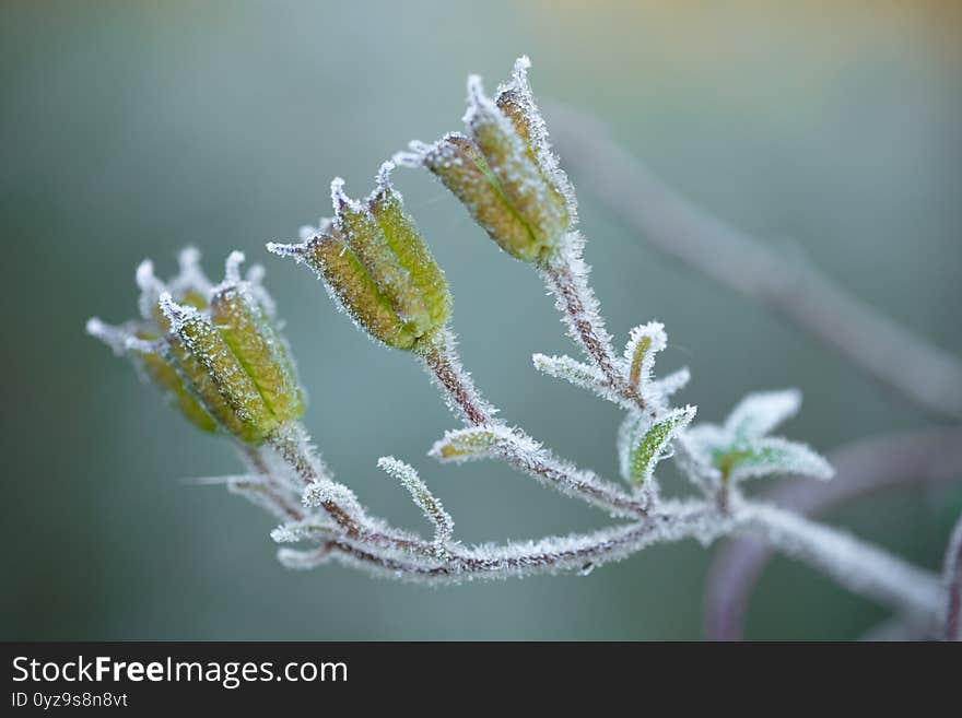 Frost beautifully frames the plants in the early autumn morning