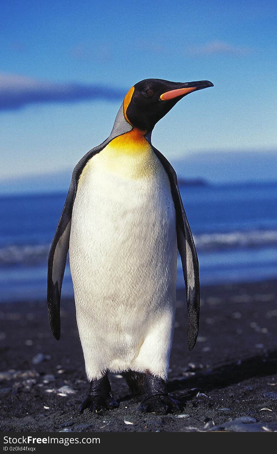 King Penguin, aptenodytes patagonica, Adult standing on Beach Salisbury Plain in South Georgia