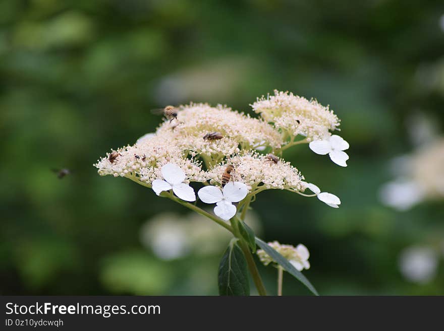 A few bees are flying around some flowers and pollinating. A few bees are flying around some flowers and pollinating