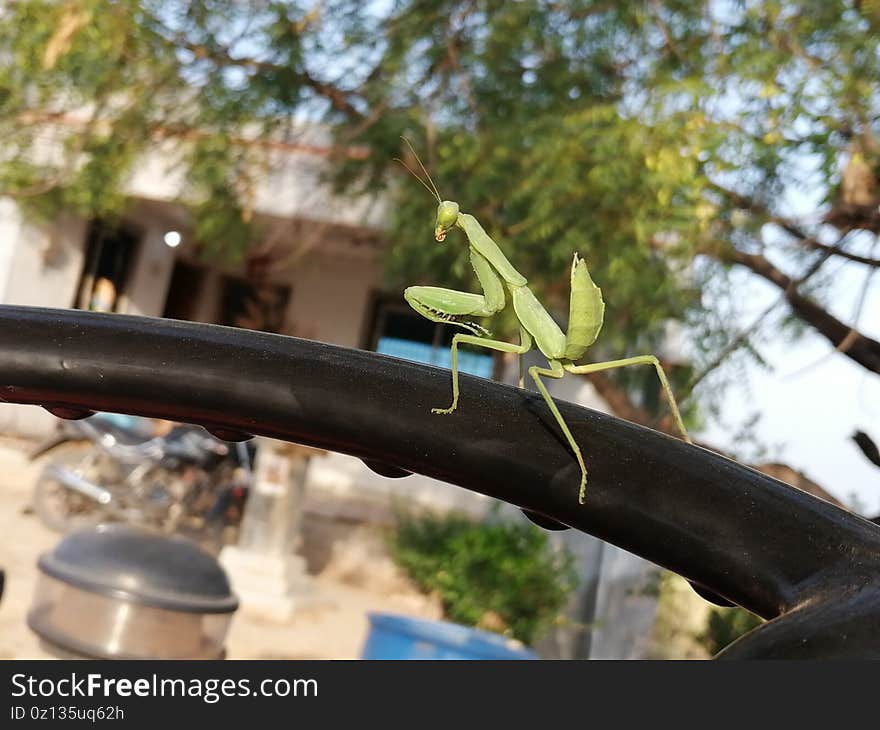 A beautiful fighter grasshopper in Indian tractor