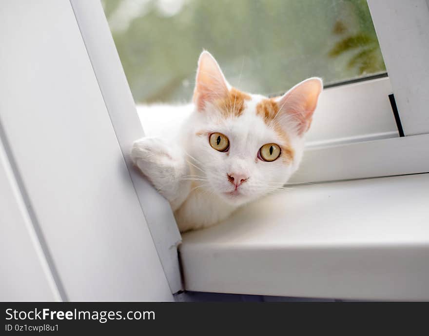 White cat lying on the windowsill