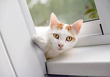 White Cat Lying On The Windowsill Stock Photos