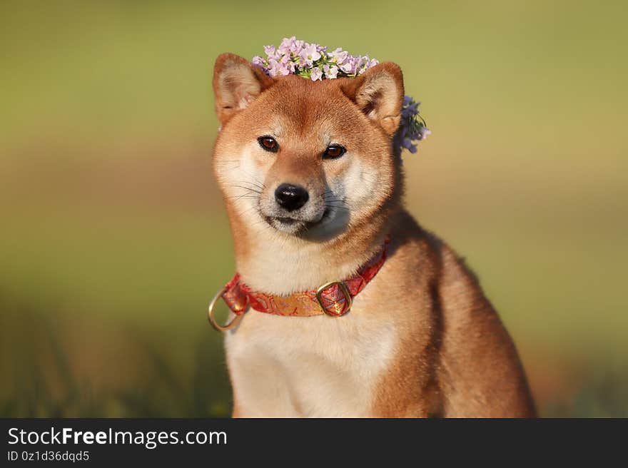 Shiba in a wreath