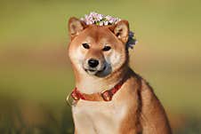 Shiba In A Wreath Royalty Free Stock Photo