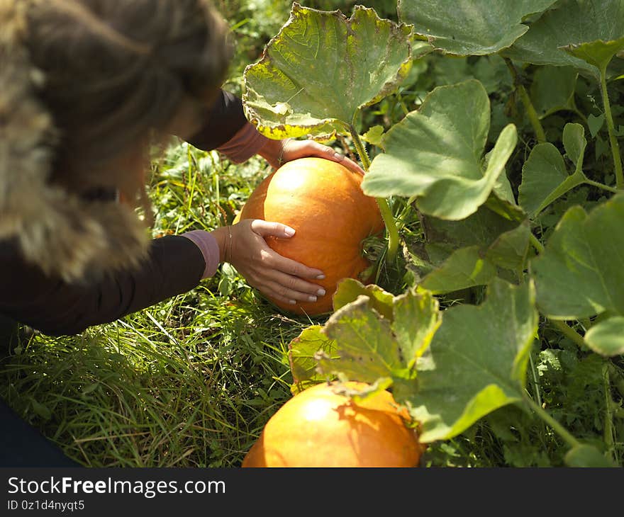 Ripe pumpkin in female hands