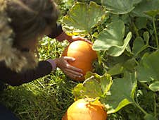 Ripe Pumpkin In Female Hands Royalty Free Stock Photo