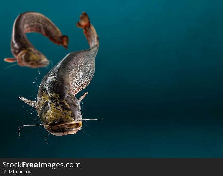 Close Up Photo Of Wild River Catfish On Dark Blue Background