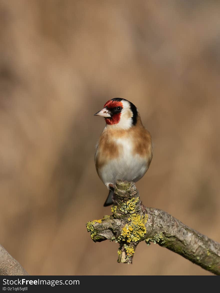 Beautiful Goldfinch, Carduelis carduelis, perched on end of tree branch