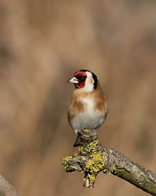 Beautiful Goldfinch, Carduelis Carduelis, Perched On End Of Tree Branch Stock Photography