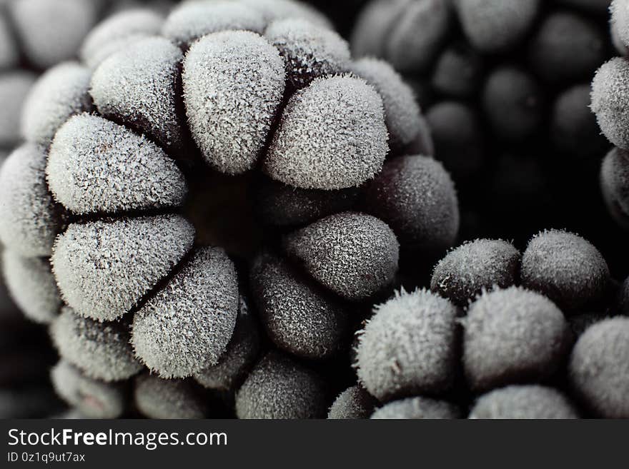 Blackberry fruit frozen