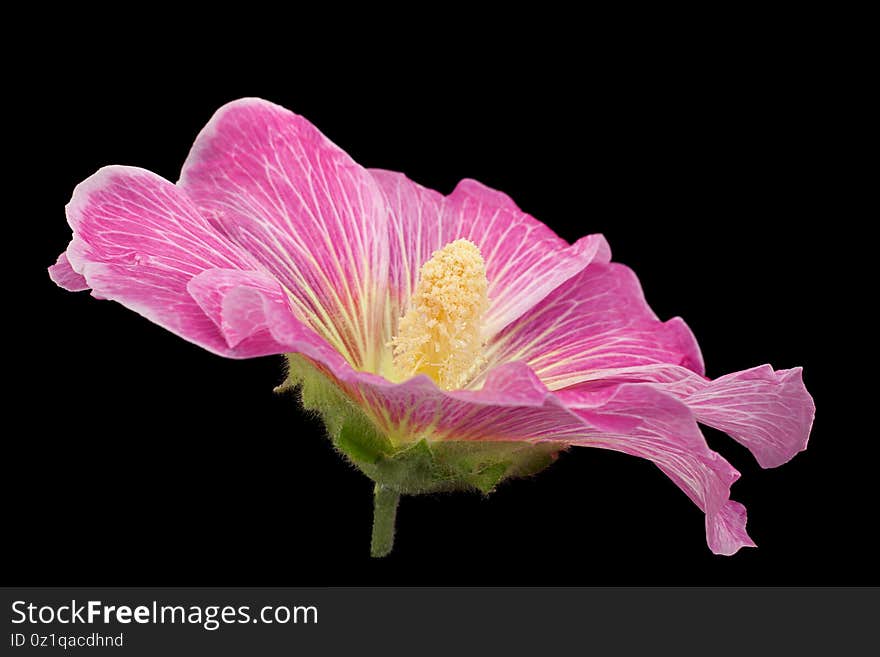 Mallow Flower Closeup