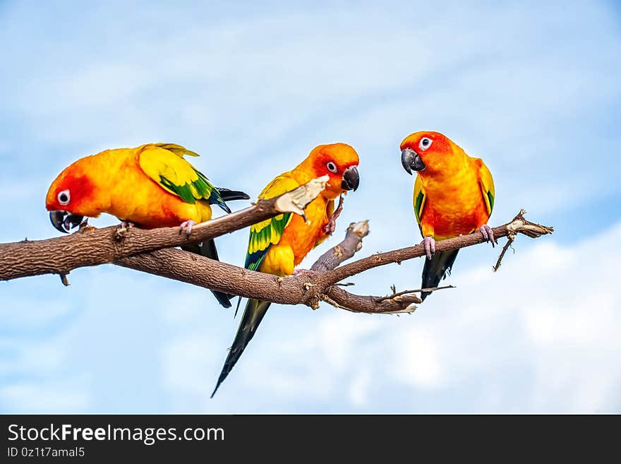 Conures perched on a branch