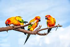 Conures Perched On A Branch Stock Photo