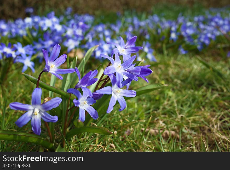 Fragile blue small spring flowers in city park