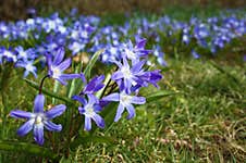 Fragile Blue Small Spring Flowers In City Park Stock Image