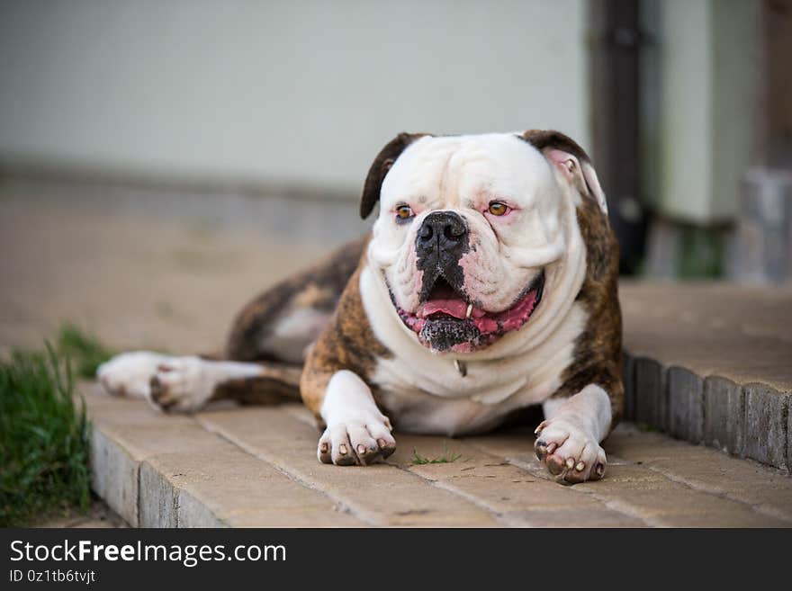 American Bulldog dog portrait of White with patches of red, black and brindle color pattern coat sleeping on the floor of house porch. American Bulldog dog portrait of White with patches of red, black and brindle color pattern coat sleeping on the floor of house porch