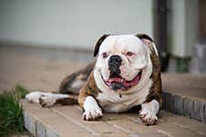 White American Bulldog Dog Sleeping On House Porch Stock Image