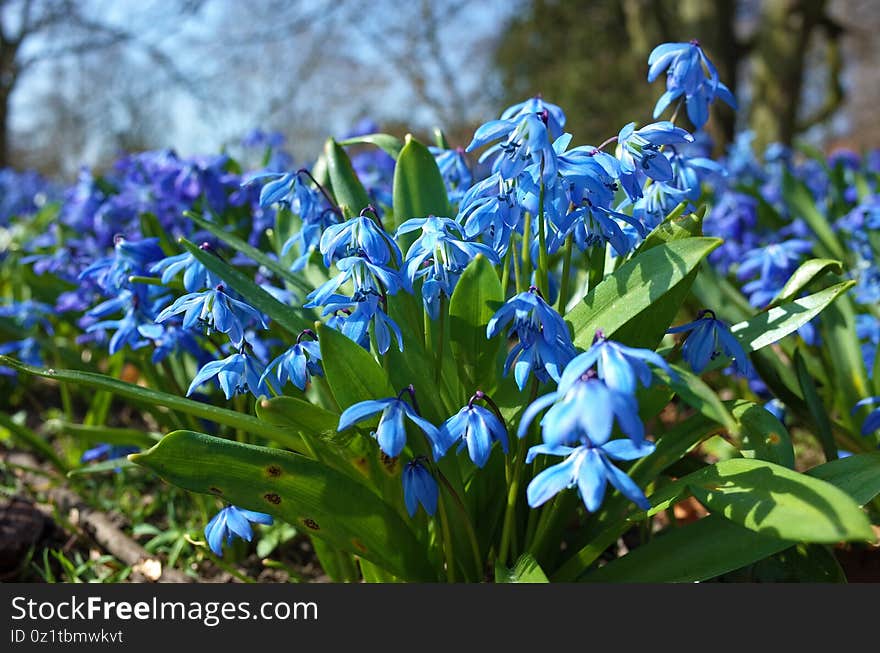 Fragile blue small spring flowers in park