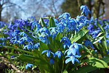 Fragile Blue Small Spring Flowers In Park Royalty Free Stock Photo