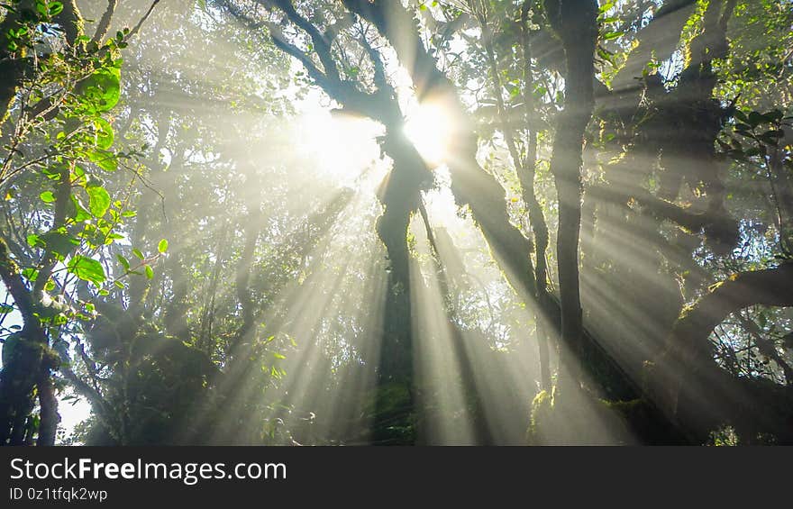 Mossy forest Cameron highlands Malaysia