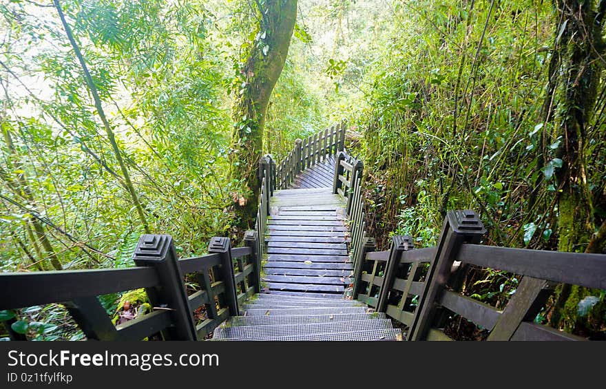 Mossy forest Cameron highlands Malaysia