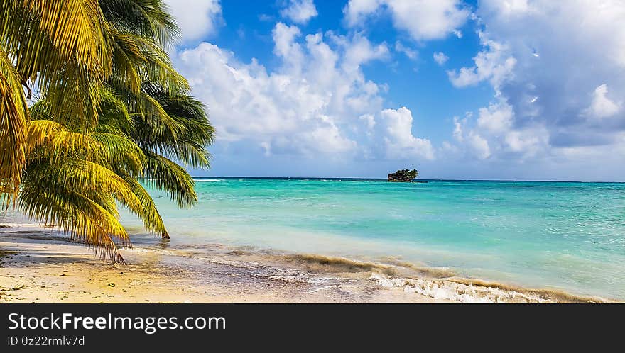 Palm tree in a beach of San Andres