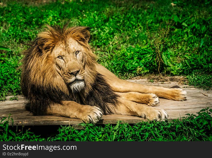 Lion lying on the grass with a calm face expression