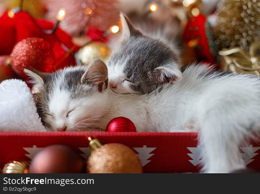 Cute kittens sleeping on santa hat with red and gold ornaments in lights. Cozy winter holidays