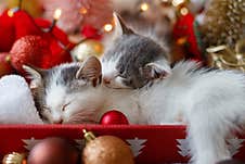 Cute Kittens Sleeping On Santa Hat With Red And Gold Ornaments In Lights. Cozy Winter Holidays Royalty Free Stock Photo