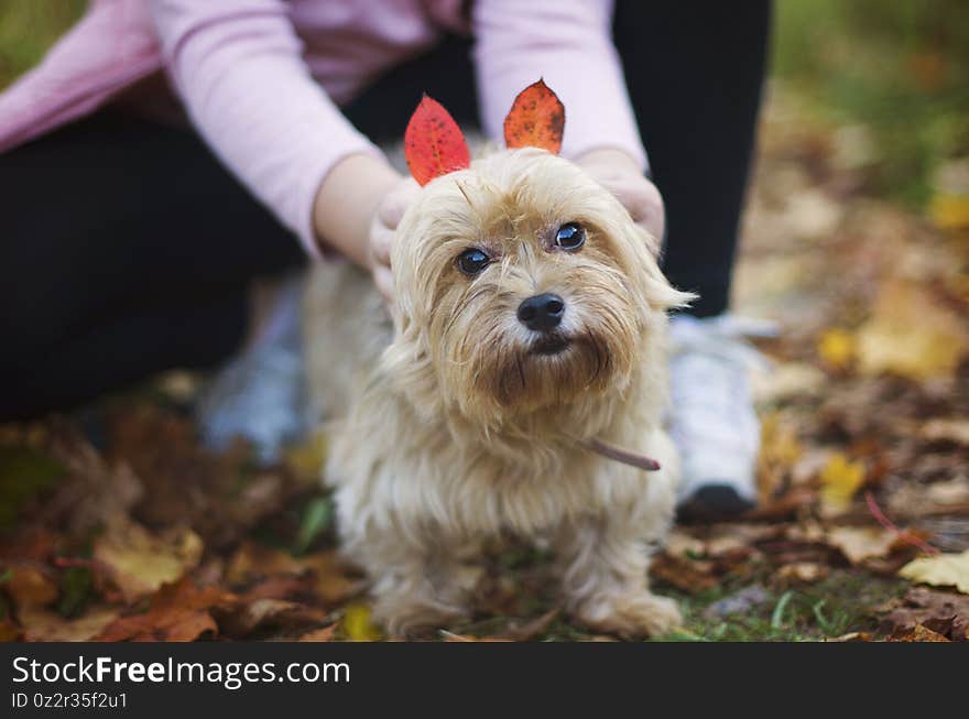 York walking and hiking in the park. Beautiful and cute york terrier dog in nature