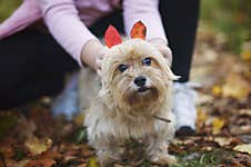 York Walking And Hiking In The Park. Beautiful And Cute York Terrier Dog In Nature Stock Photo