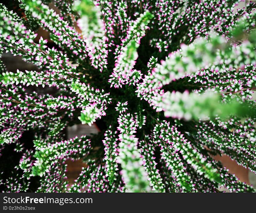 Multicolored plant with purple topped petals in bloom. Multicolored plant with purple topped petals in bloom