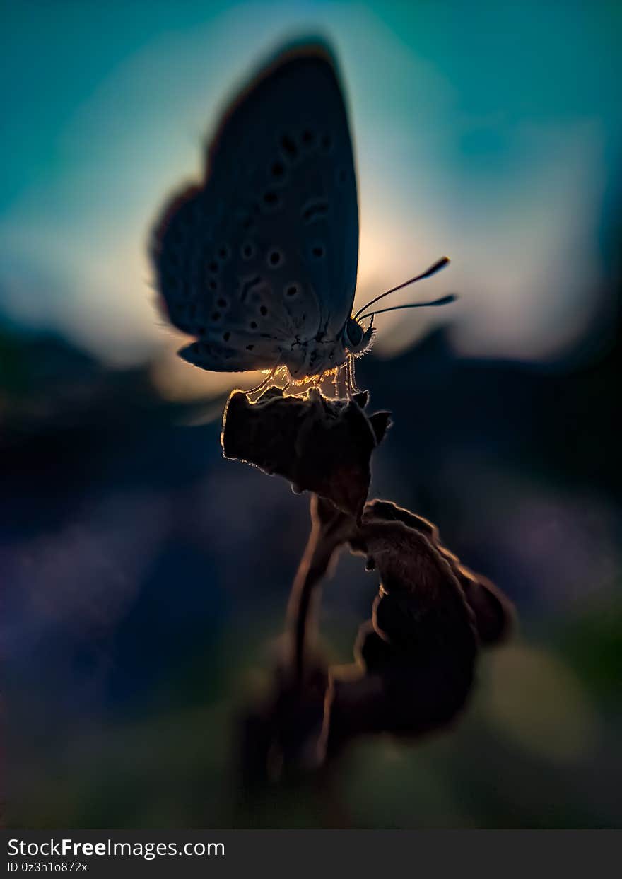 Zizula hylax, the Gaika blue or tiny grass blue is a species of blue butterfly. sun and sunlight