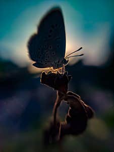 Zizula Hylax, The Gaika Blue Or Tiny Grass Blue Is A Species Of Blue Butterfly. Sun And Sunlight Stock Images