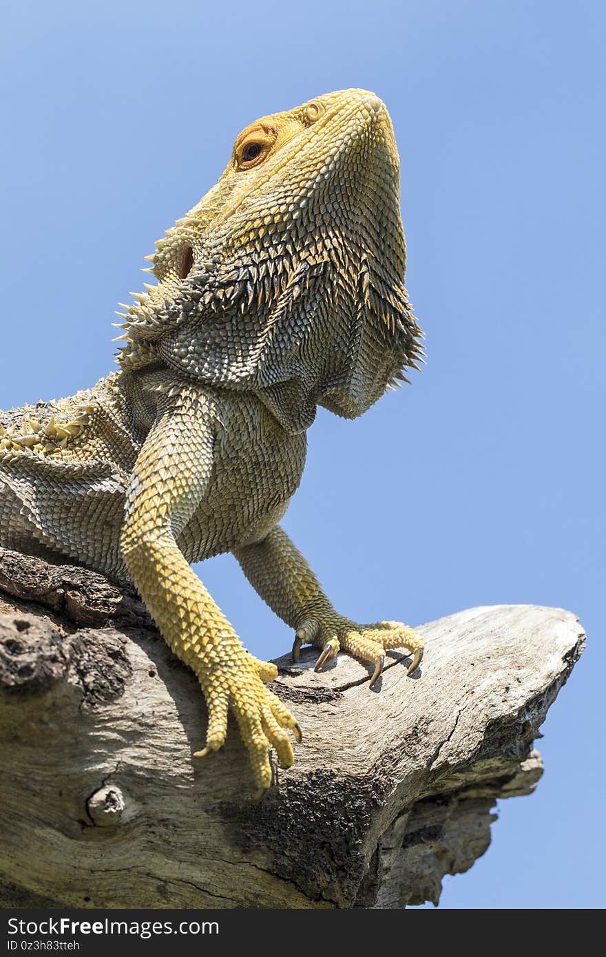 Central Bearded Dragon basking on a log