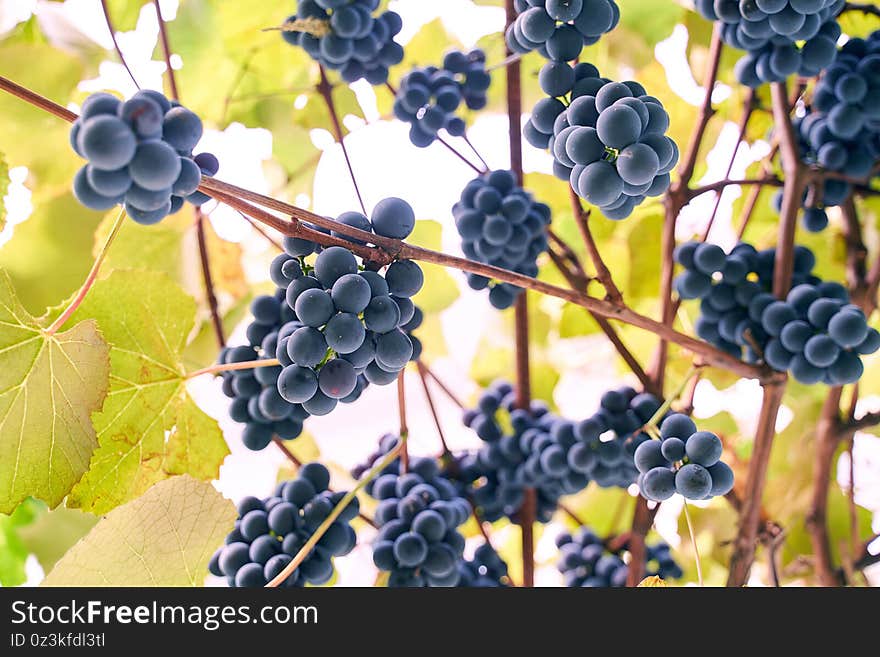 Ripe Juicy Grapes In Sunny Autumn Garden