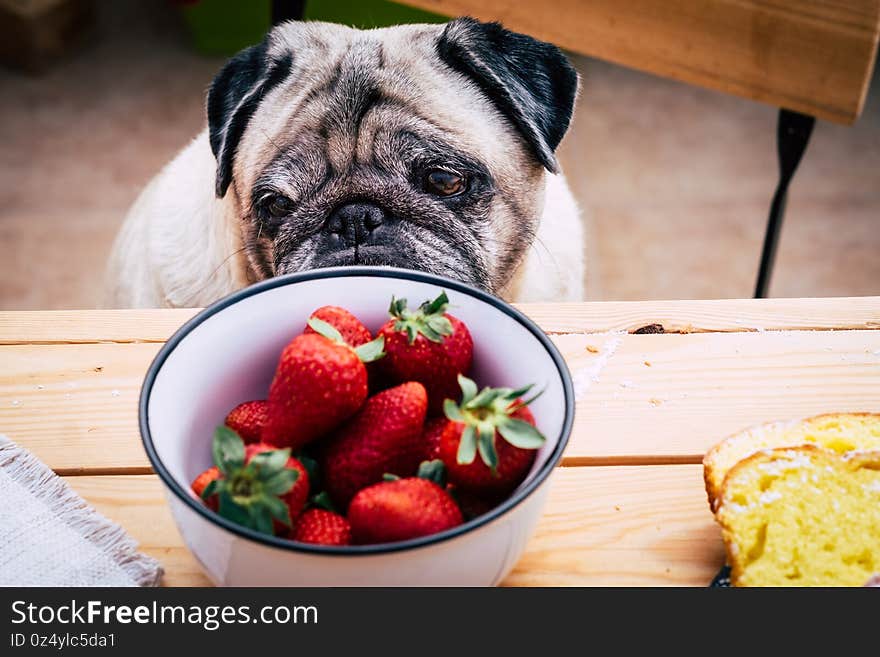 A thoughtful pretty pug dog avoids looking at strawberries. Sitting at the wooden table like a people. Best friends concept